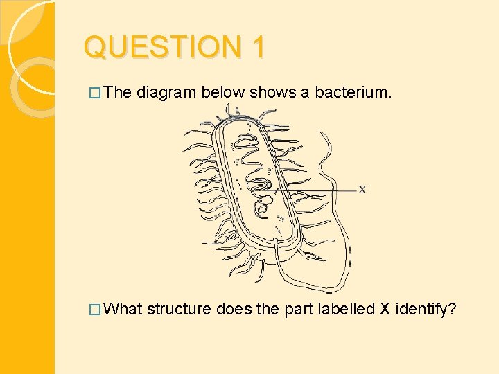 QUESTION 1 � The diagram below shows a bacterium. � What structure does the