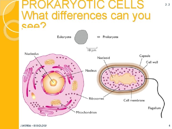 PROKARYOTIC CELLS What differences can you see? J WERBA – IB BIOLOGY 2. 2