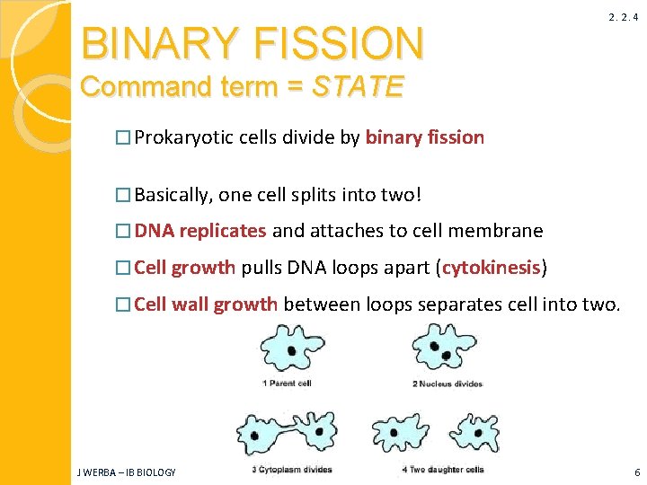 BINARY FISSION 2. 2. 4 Command term = STATE � Prokaryotic cells divide by