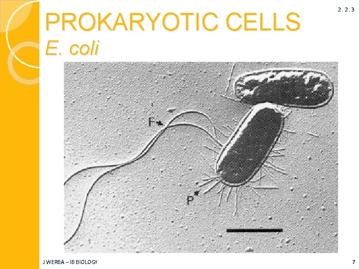 PROKARYOTIC CELLS 2. 2. 3 E. coli J WERBA – IB BIOLOGY 7 