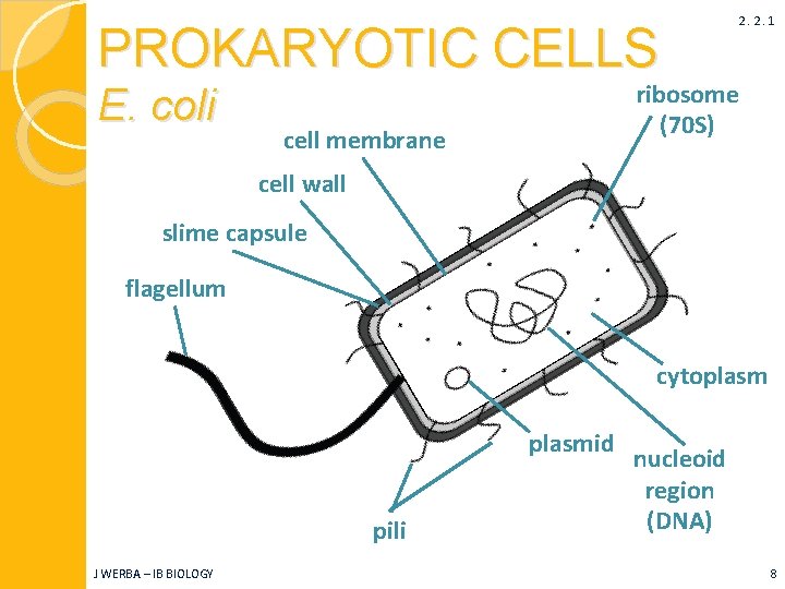 PROKARYOTIC CELLS E. coli 2. 2. 1 ribosome (70 S) cell membrane cell wall
