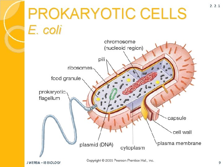 PROKARYOTIC CELLS 2. 2. 1 E. coli J WERBA – IB BIOLOGY 9 