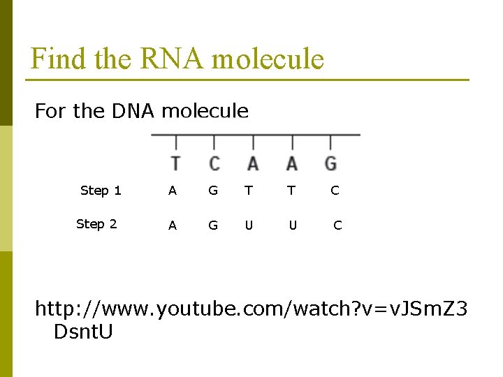 Find the RNA molecule For the DNA molecule Step 1 Step 2 A G