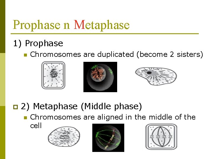 Prophase n Metaphase 1) Prophase n p Chromosomes are duplicated (become 2 sisters) 2)