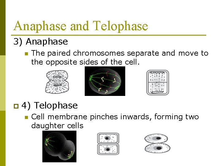 Anaphase and Telophase 3) Anaphase n p The paired chromosomes separate and move to