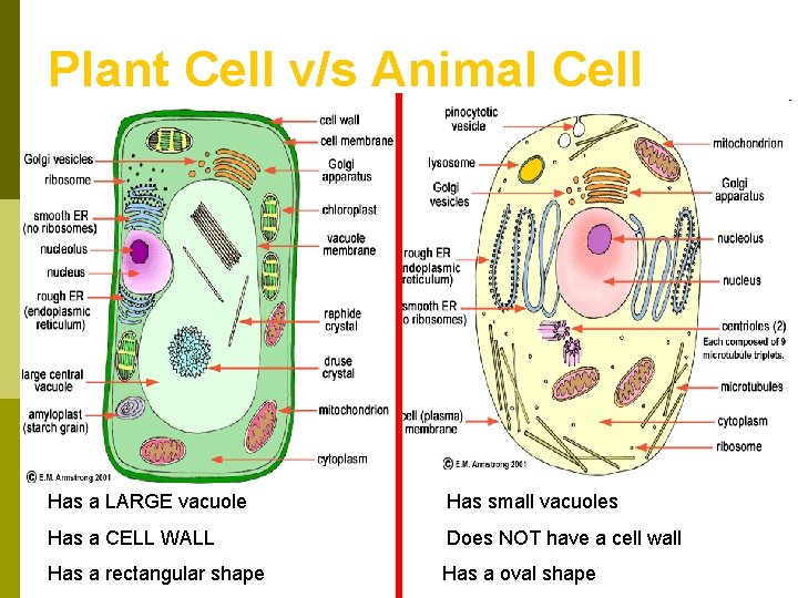 Plant Cell v/s Animal Cell p Has a LARGE vacuole Has small vacuoles Has