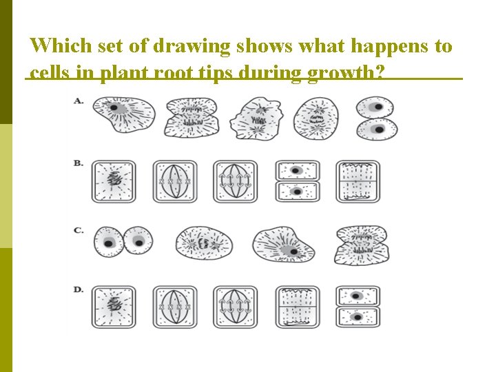 Which set of drawing shows what happens to cells in plant root tips during