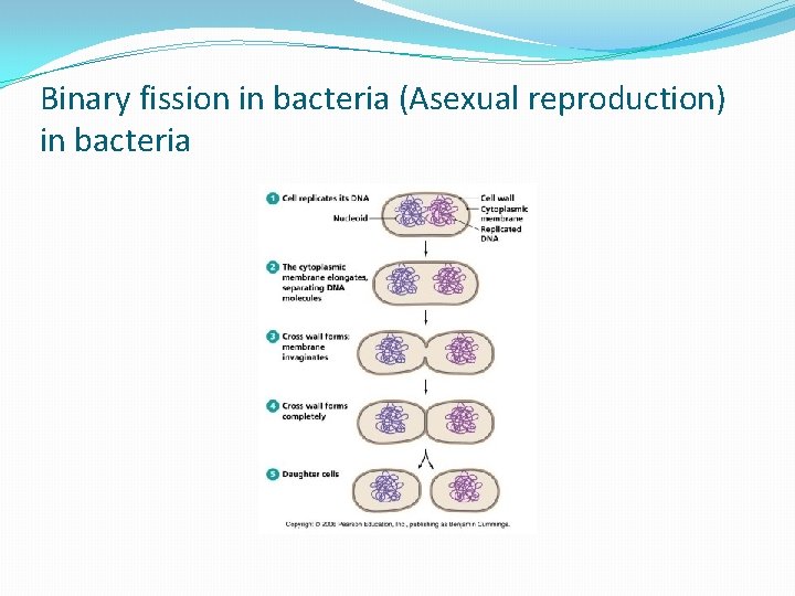 Binary fission in bacteria (Asexual reproduction) in bacteria 