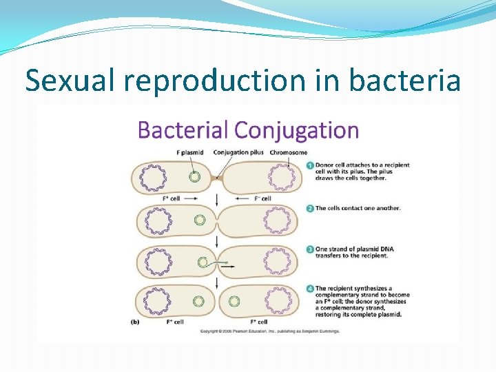 Sexual reproduction in bacteria 