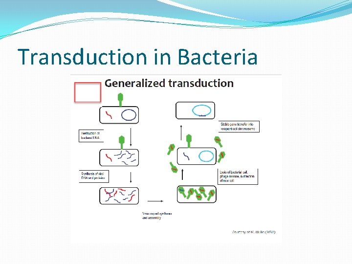 Transduction in Bacteria 