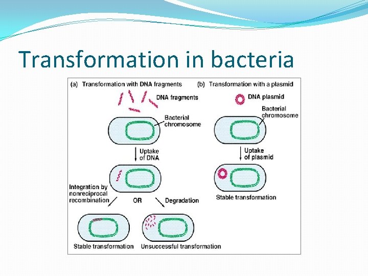 Transformation in bacteria 