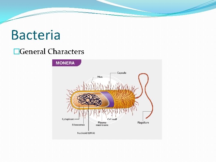 Bacteria �General Characters 