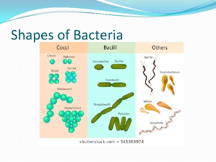 Shapes of Bacteria 