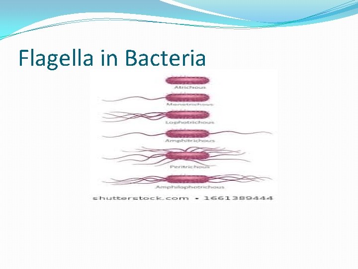 Flagella in Bacteria 
