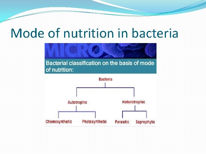 Mode of nutrition in bacteria 