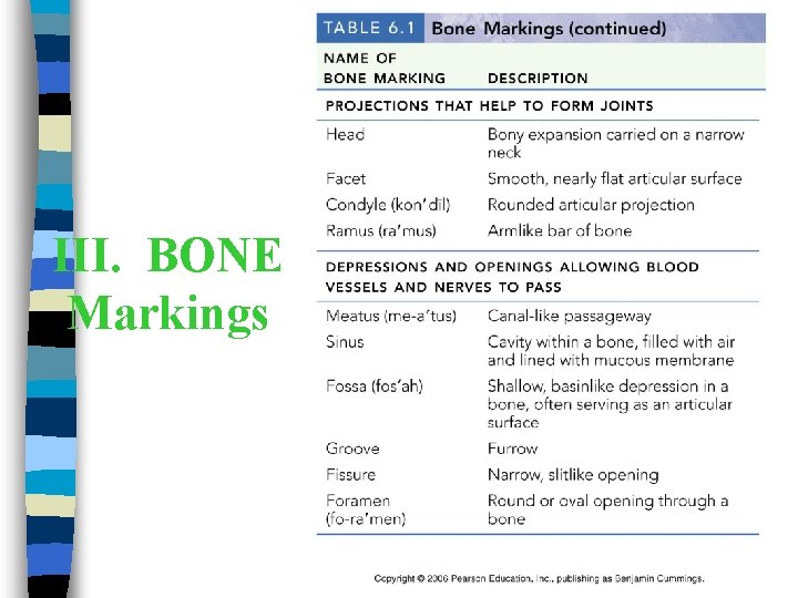 III. BONE Markings 