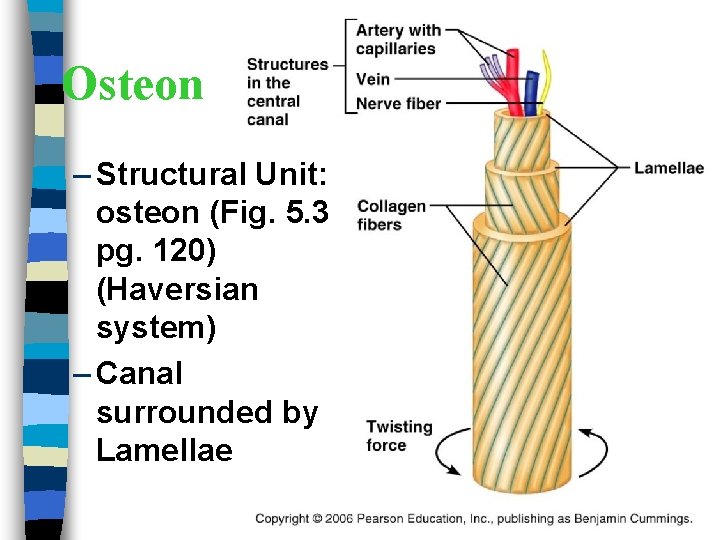 Osteon – Structural Unit: osteon (Fig. 5. 3 pg. 120) (Haversian system) – Canal