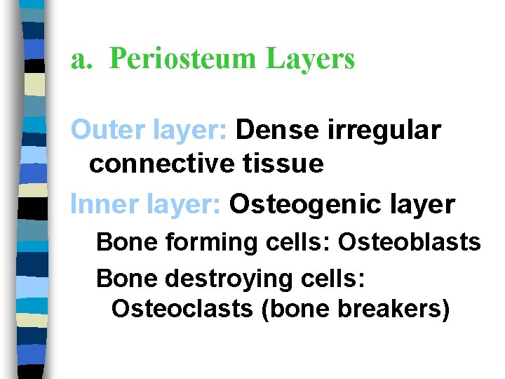 a. Periosteum Layers Outer layer: Dense irregular connective tissue Inner layer: Osteogenic layer Bone