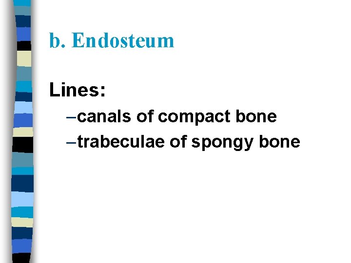 b. Endosteum Lines: – canals of compact bone – trabeculae of spongy bone 