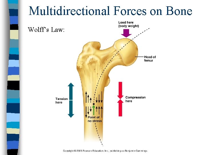 Multidirectional Forces on Bone Wolff’s Law: 