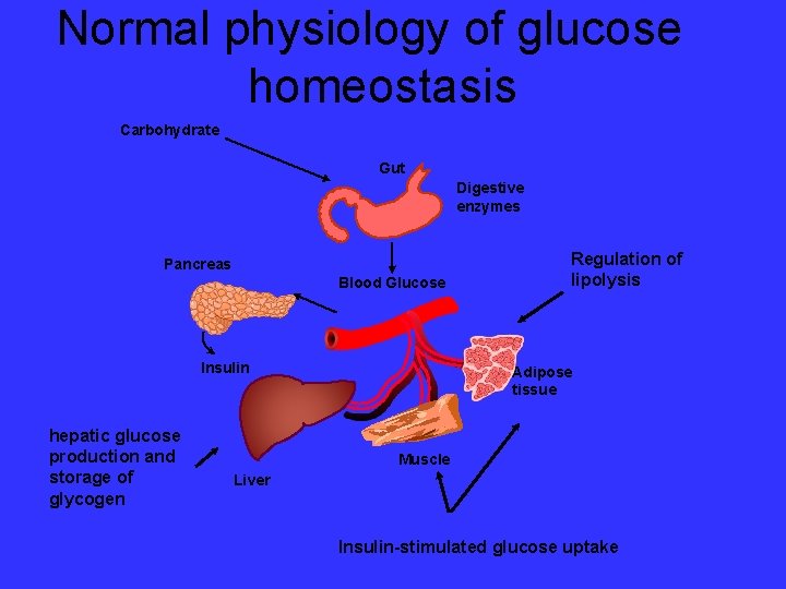 Normal physiology of glucose homeostasis Carbohydrate Gut Digestive enzymes Pancreas Blood Glucose Insulin hepatic