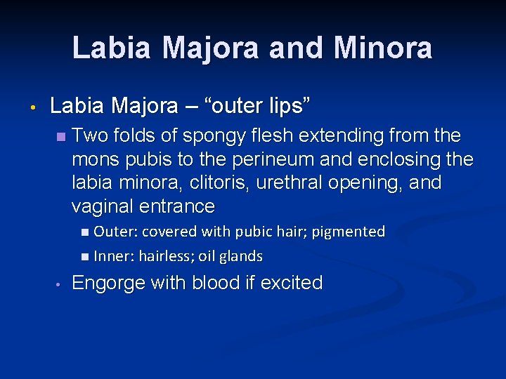 Labia Majora and Minora • Labia Majora – “outer lips” n Two folds of