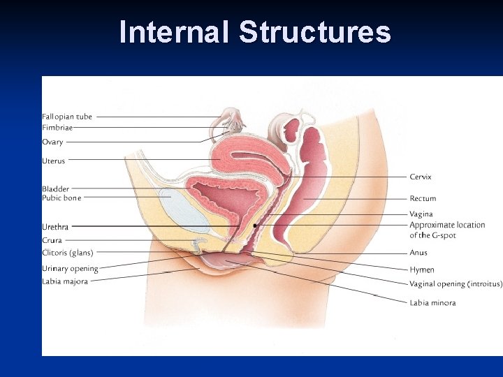 Internal Structures 