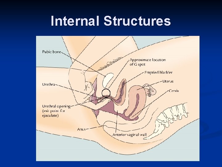 Internal Structures 