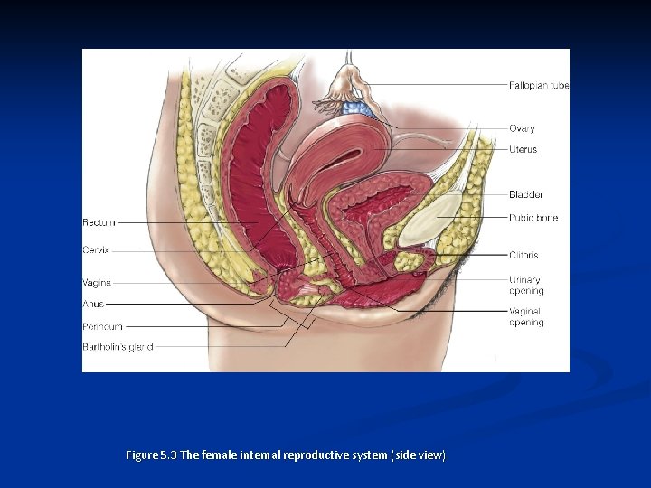 Figure 5. 3 The female internal reproductive system (side view). 
