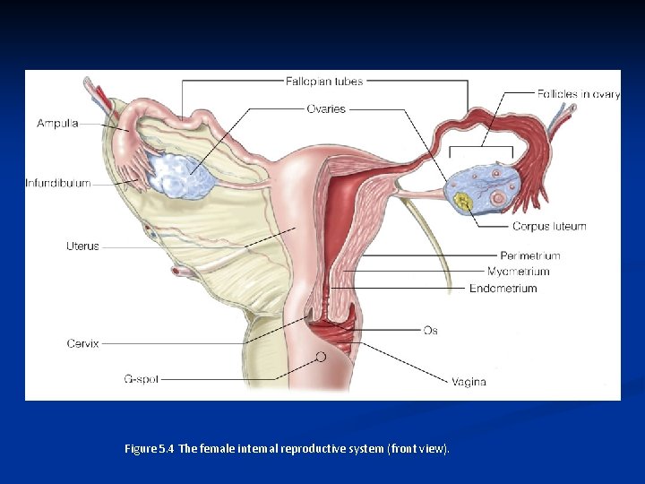Figure 5. 4 The female internal reproductive system (front view). 