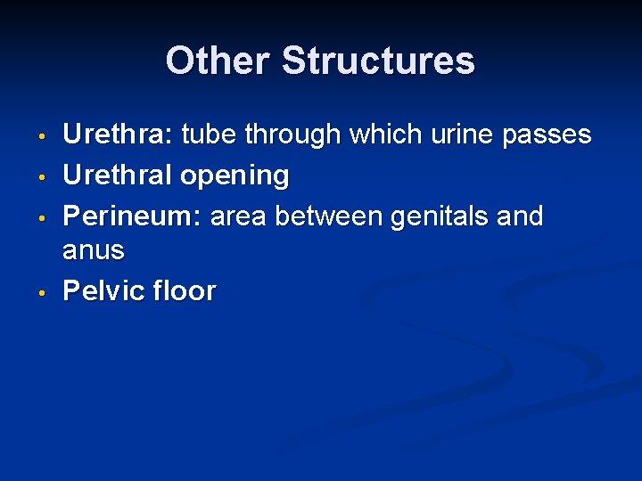 Other Structures • • Urethra: tube through which urine passes Urethral opening Perineum: area