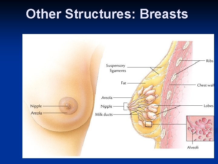 Other Structures: Breasts 