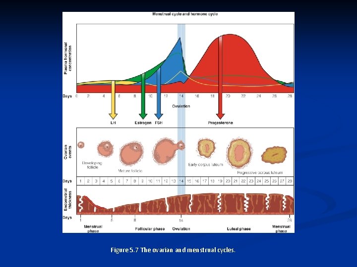 Figure 5. 7 The ovarian and menstrual cycles. 