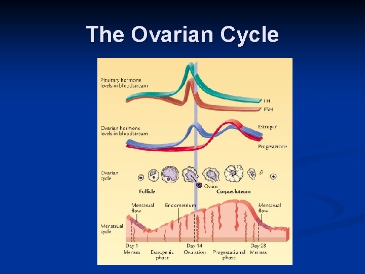 The Ovarian Cycle 