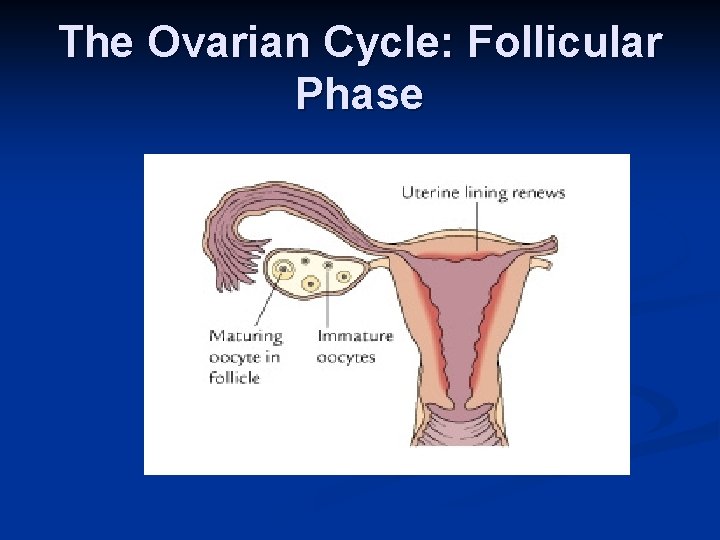 The Ovarian Cycle: Follicular Phase 