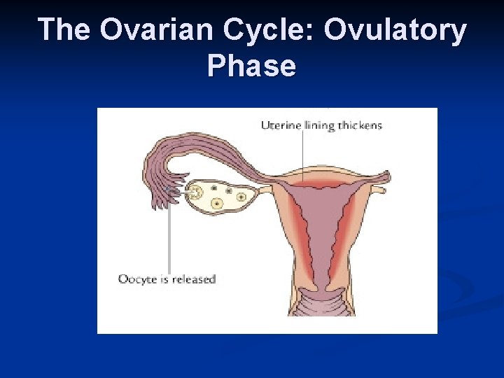 The Ovarian Cycle: Ovulatory Phase 