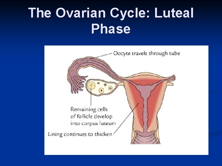 The Ovarian Cycle: Luteal Phase 