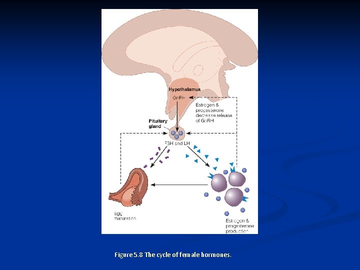 Figure 5. 8 The cycle of female hormones. 