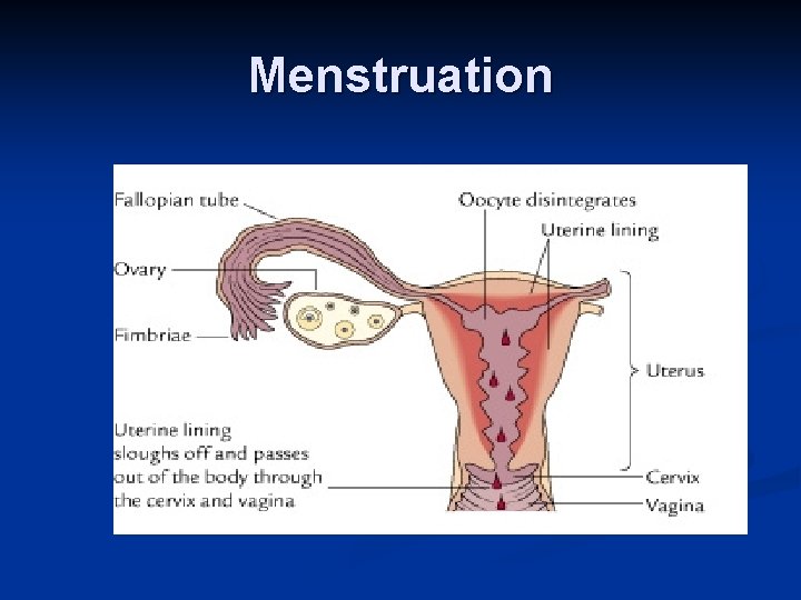 Menstruation 