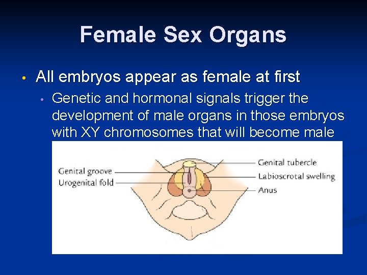 Female Sex Organs • All embryos appear as female at first • Genetic and