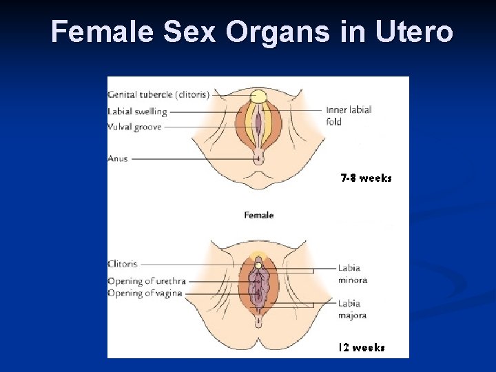 Female Sex Organs in Utero 