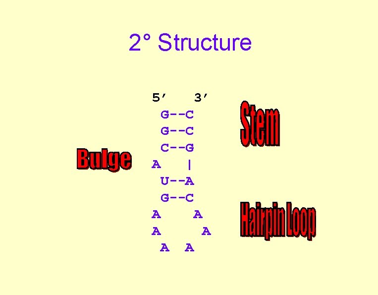 2° Structure 5’ 3’ G--C C--G A | U--A G--C A A A 2° Structure 5’ 3’ G--C C--G A | U--A G--C A A A