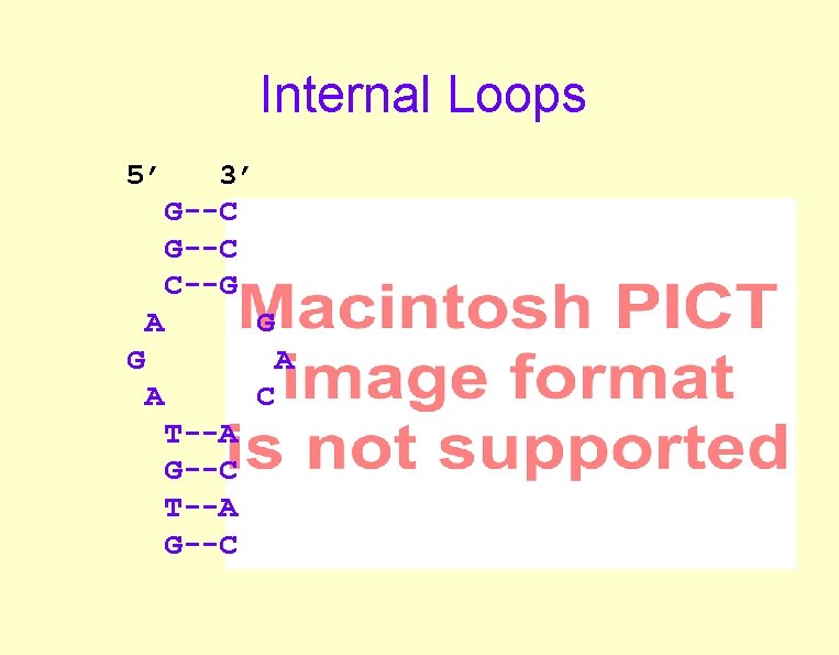 Internal Loops 5’ 3’ G--C C--G A G G A A C T--A G--C Internal Loops 5’ 3’ G--C C--G A G G A A C T--A G--C