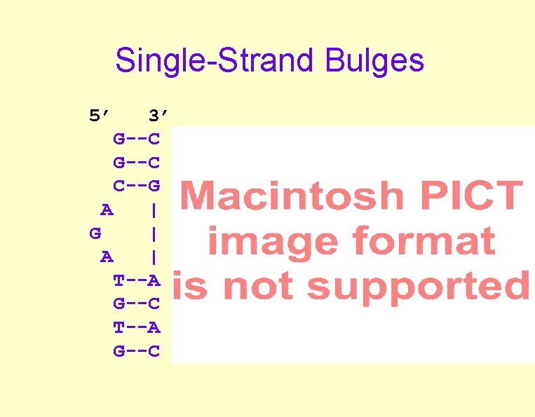 Single-Strand Bulges 5’ 3’ G--C C--G A | G | A | T--A G--C Single-Strand Bulges 5’ 3’ G--C C--G A | G | A | T--A G--C