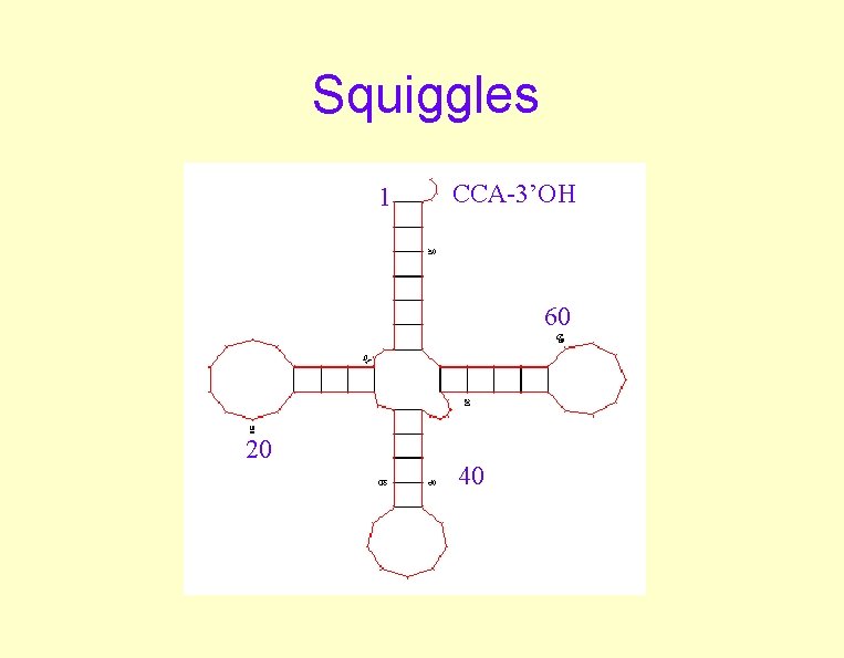 Squiggles 1 CCA-3’OH 60 20 40 Squiggles 1 CCA-3’OH 60 20 40