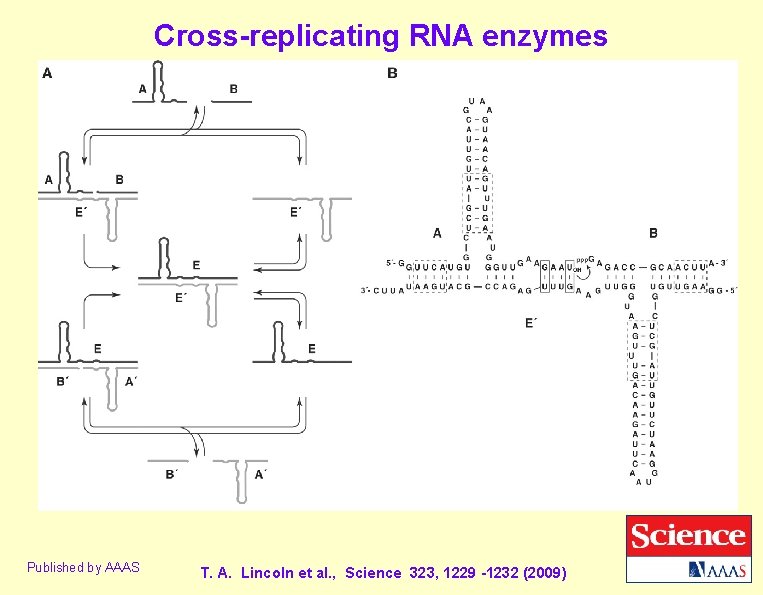 Cross-replicating RNA enzymes Published by AAAS T. A. Lincoln et al. , Science 323, Cross-replicating RNA enzymes Published by AAAS T. A. Lincoln et al. , Science 323,