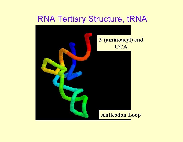 RNA Tertiary Structure, t. RNA 3’(aminoacyl) end CCA Anticodon Loop RNA Tertiary Structure, t. RNA 3’(aminoacyl) end CCA Anticodon Loop