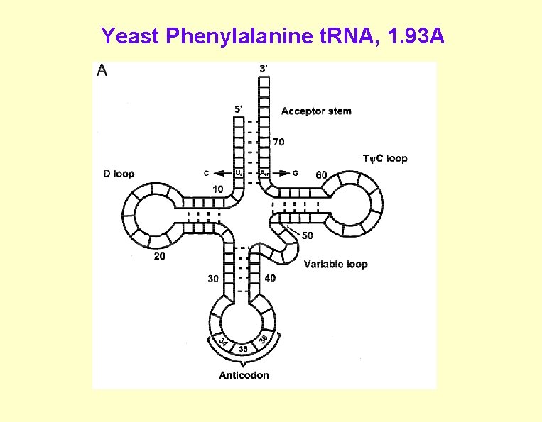 Yeast Phenylalanine t. RNA, 1. 93 A 