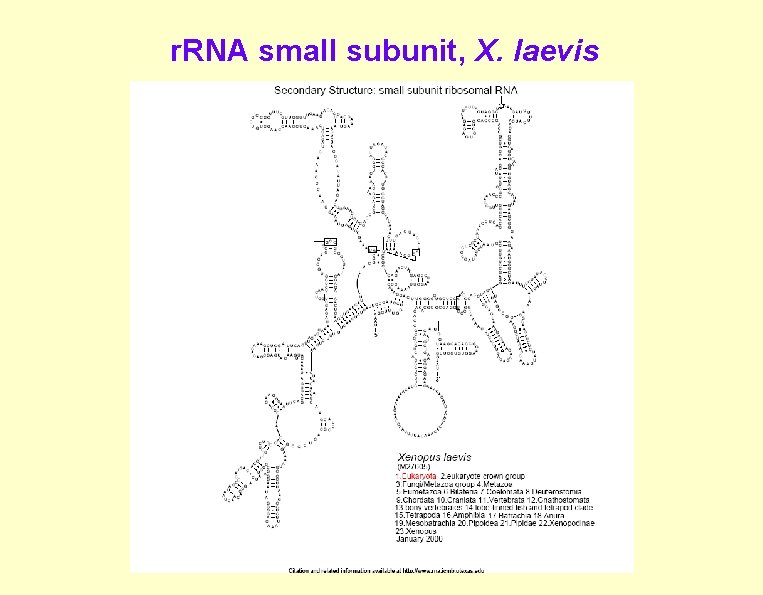 r. RNA small subunit, X. laevis r. RNA small subunit, X. laevis