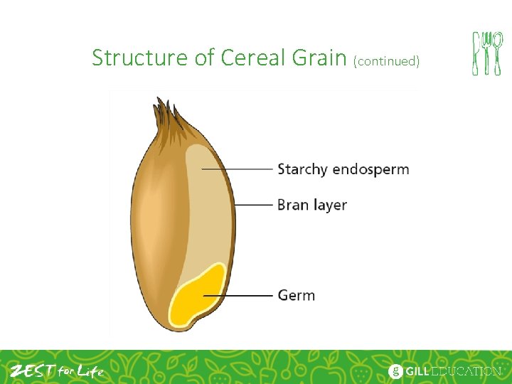 Structure of Cereal Grain (continued) 